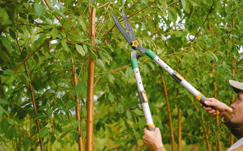 Tree trimming in Grubville, MO